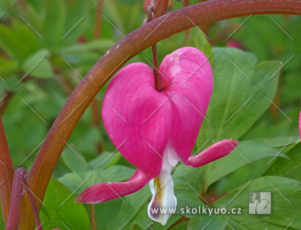 Dicentra spectabilis