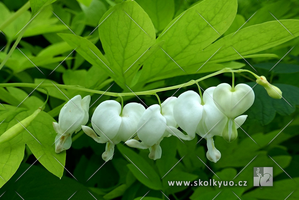 Dicentra spectabilis ´White Gold ´