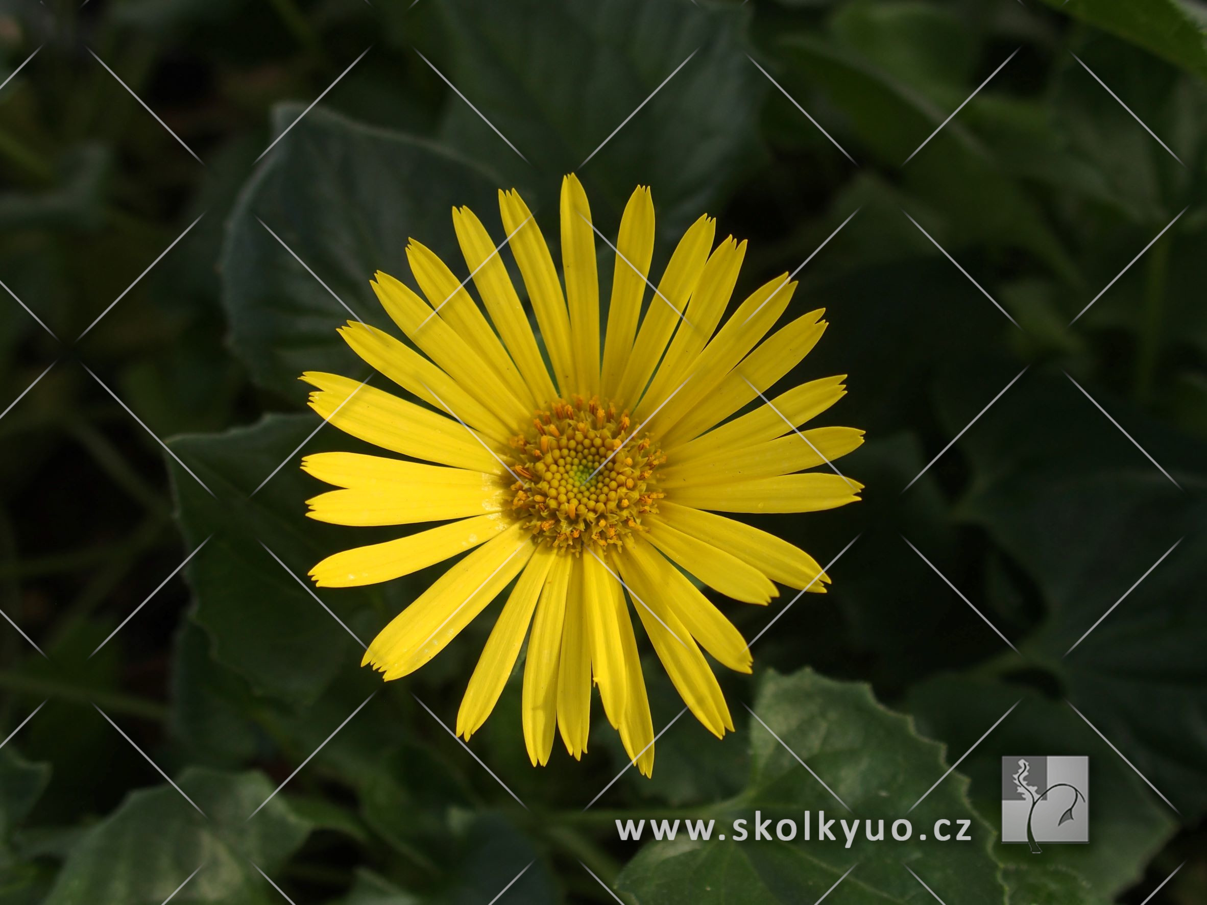 Doronicum orientale ´Little Leo´