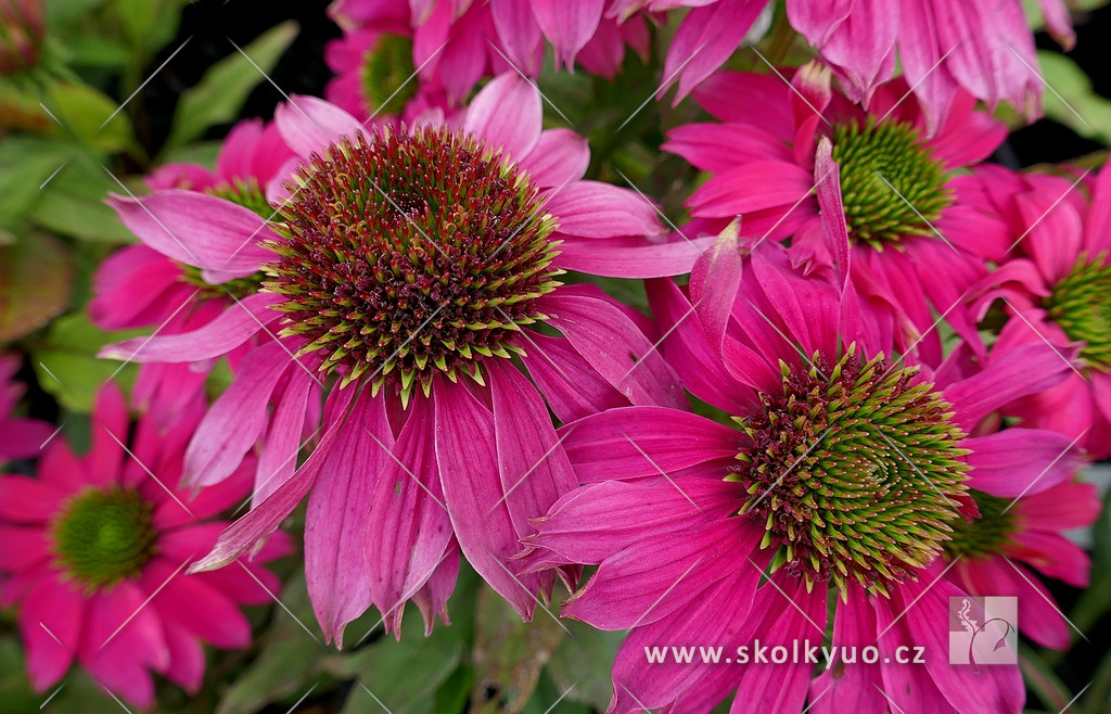 Echinacea ´Magenta Pearl´