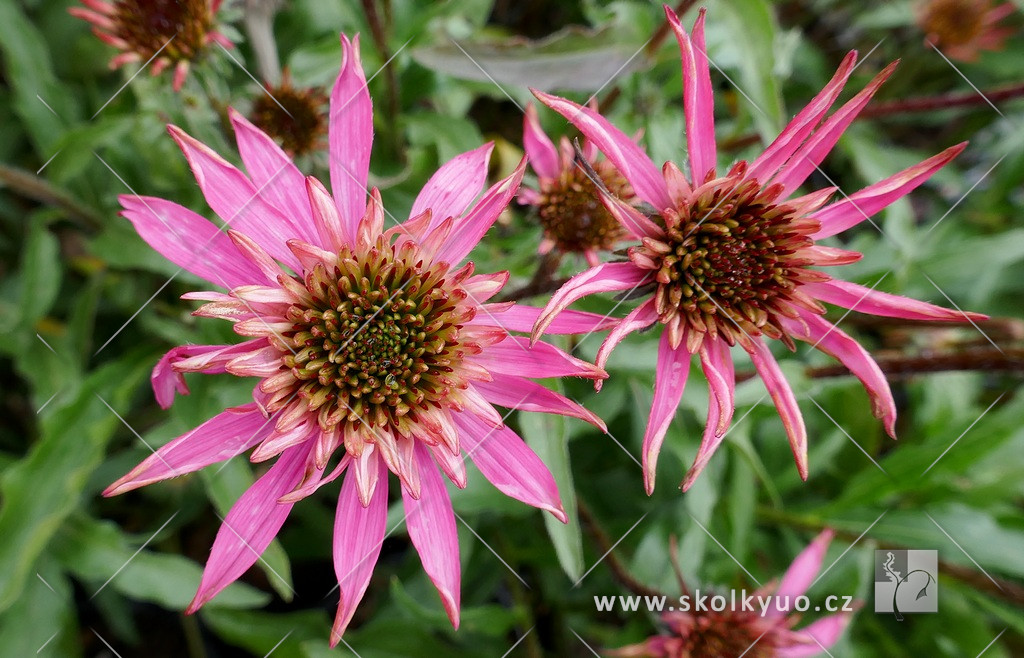 Echinacea ´Mini Belle´