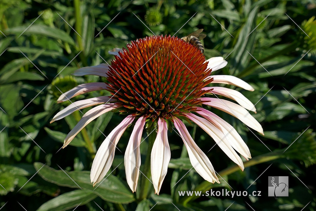 Echinacea ´Pink Tip´