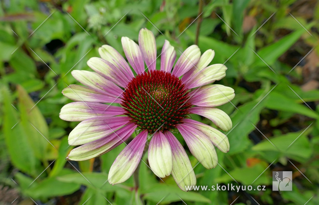 Echinacea purpurea ´Green Twister´