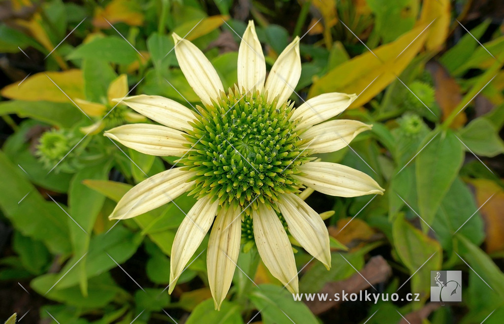 Echinacea purpurea ´Mellow Yellows´