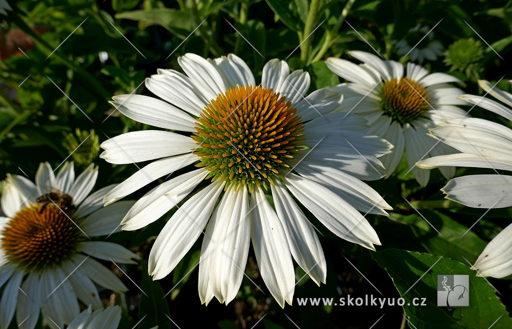 Echinacea ´Prairie Splendor Compact White´