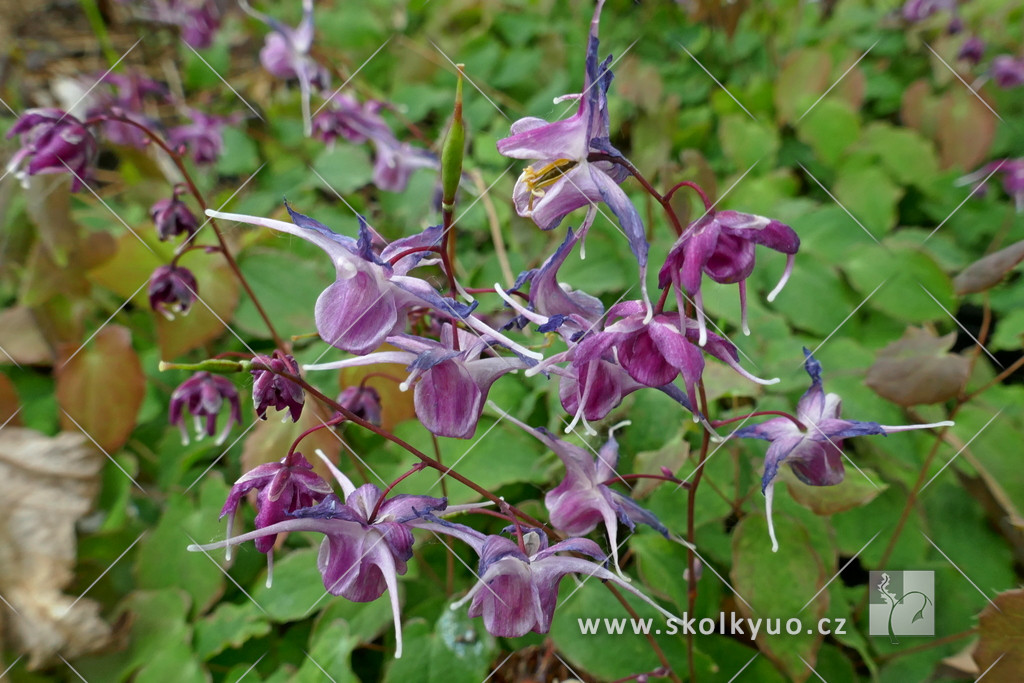 Epimedium grandiflorum ´Lilafee´