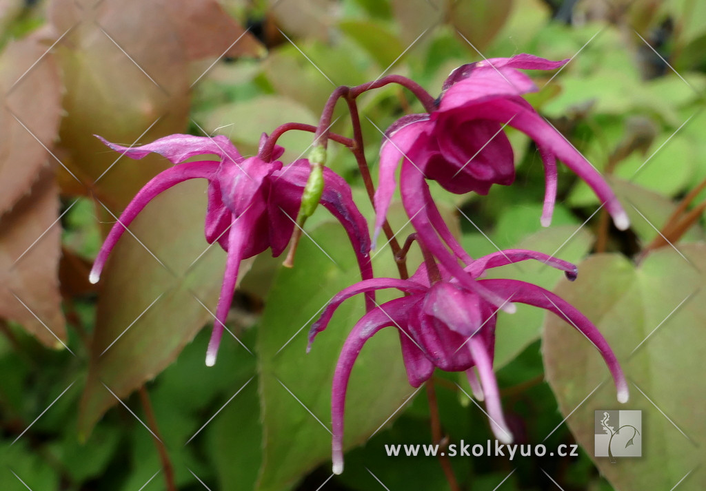 Epimedium grandiflorum ´Red Beauty´