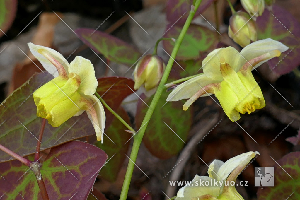 Epimedium versicolor ´Sulphureum´