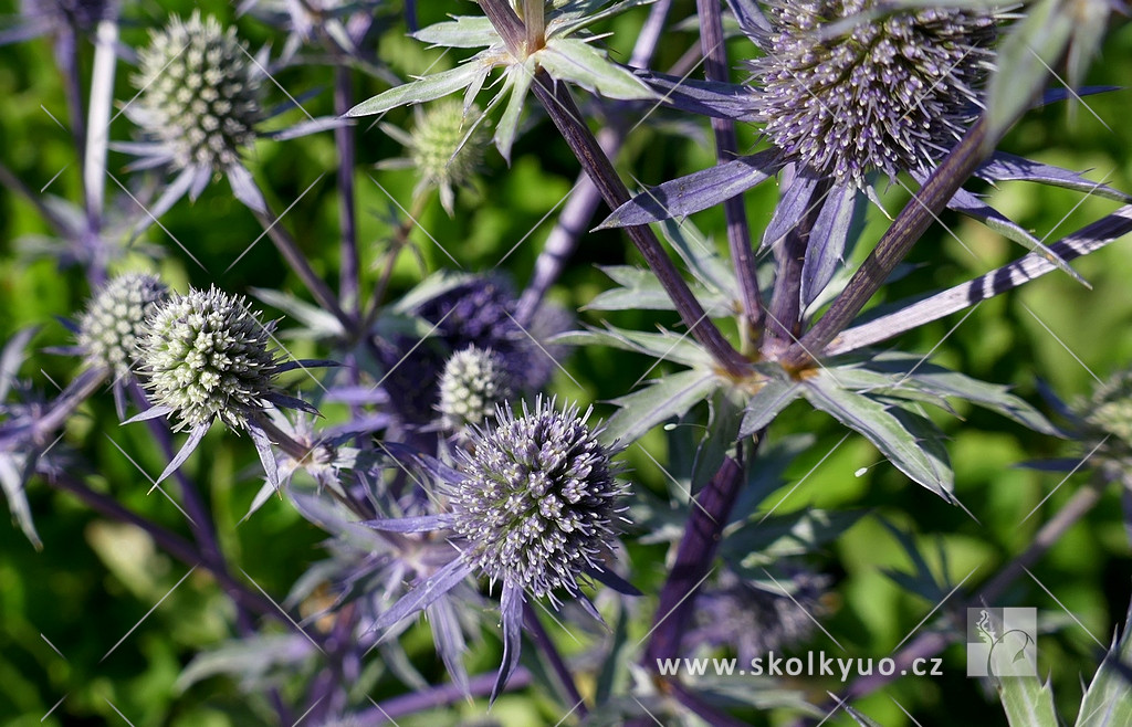 Eryngium planum ´Blue Glitter´
