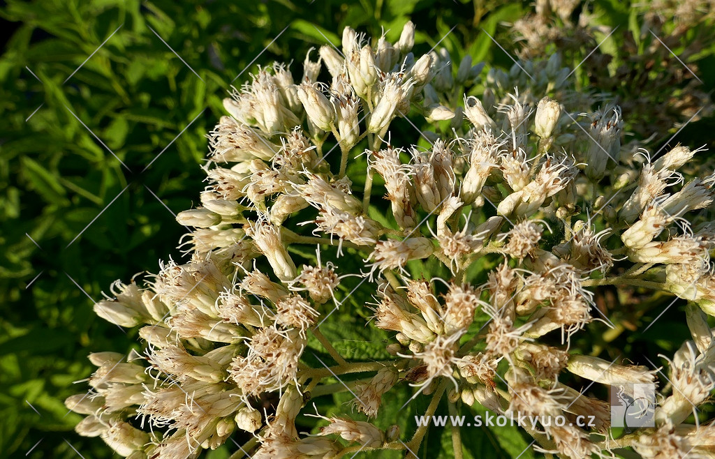 Eupatorium fistulosum f.albidum ´Ivory Towers´