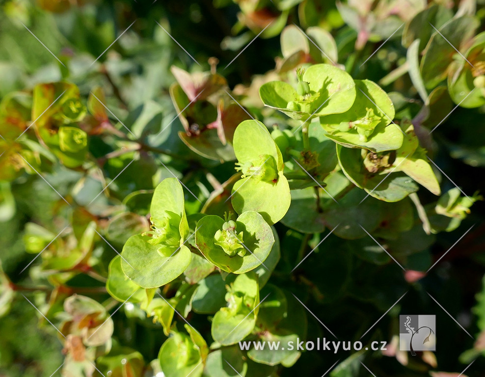 Euphorbia amygdaloides ´Purpurea´