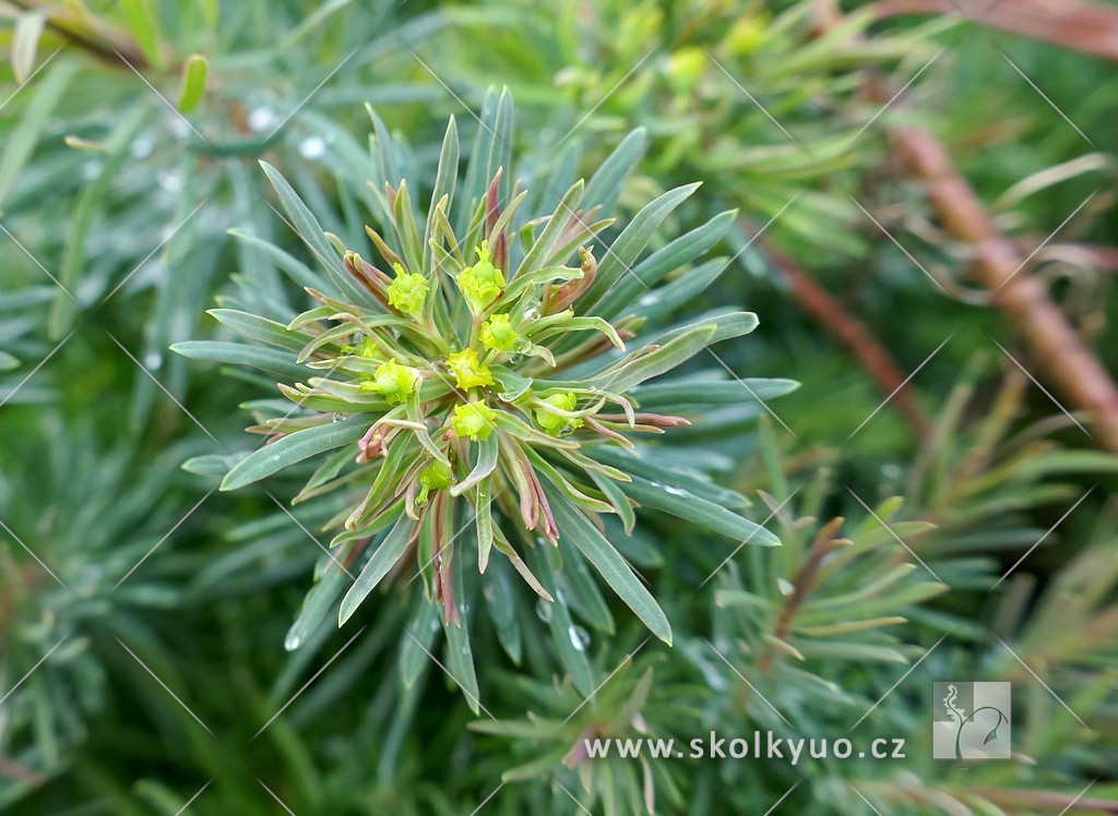 Euphorbia cyparissias ´Fens Ruby´