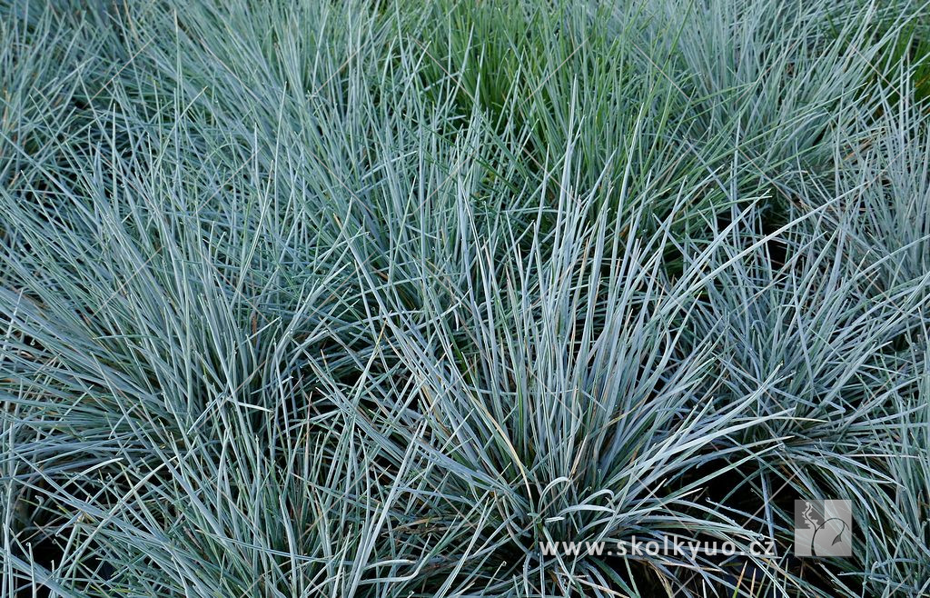 Festuca valesiaca var glaucantha