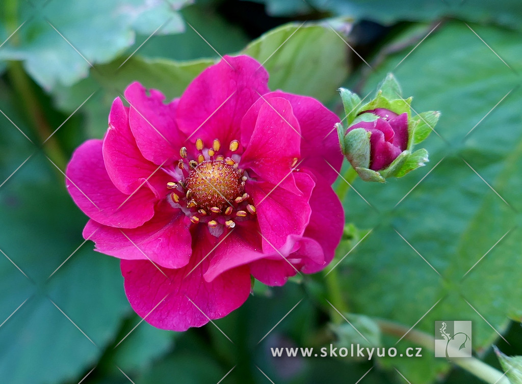 Fragaria x ananassa ´Summer Breeze Rose´