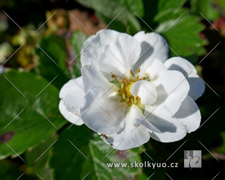 Fragaria x ananassa ´Summer Breeze Snow´