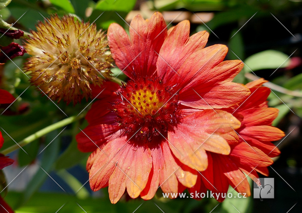 Gaillardia aristata ´Mesa Red´