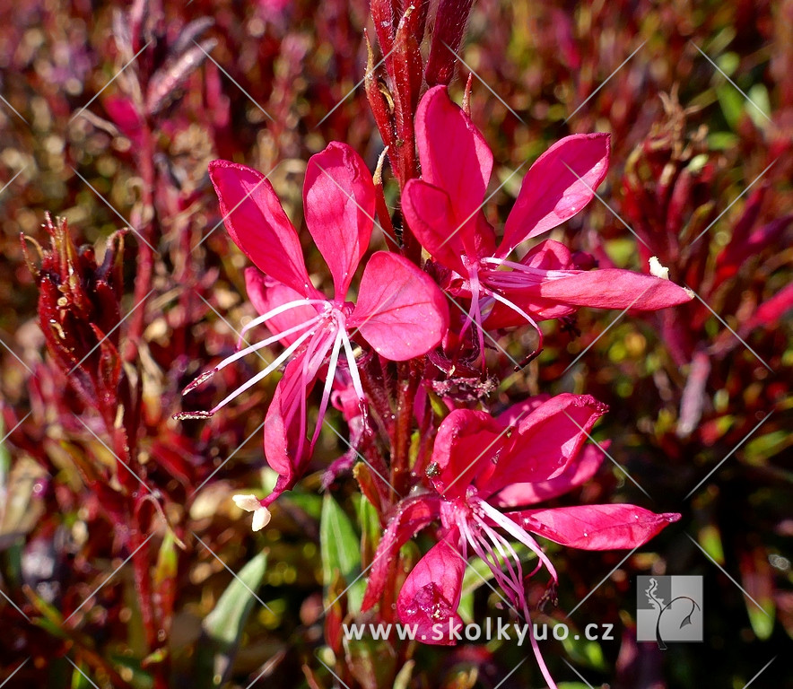 Gaura lindheimeri ´Gaudi RED´