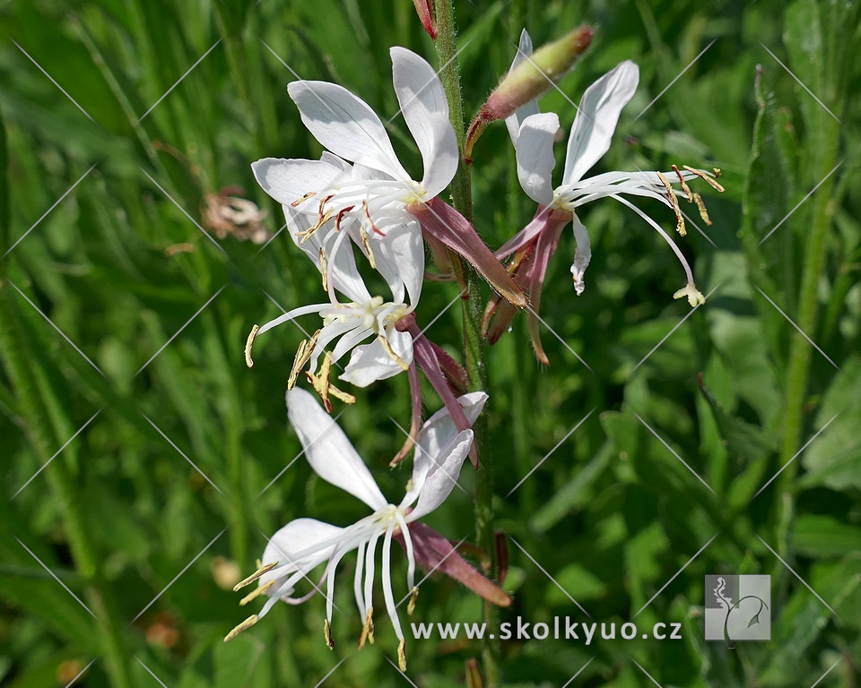 Gaura lindheimeri ´Summer Breeze´