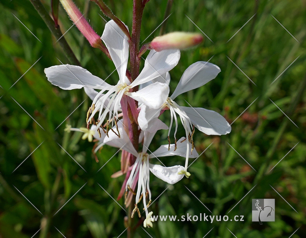 Gaura lindheimeri ´Whirling Butterflies´