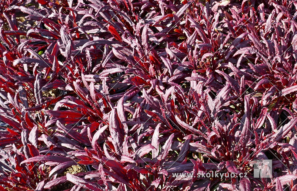 Gaura lindheimeri ´Gaudi Pink´