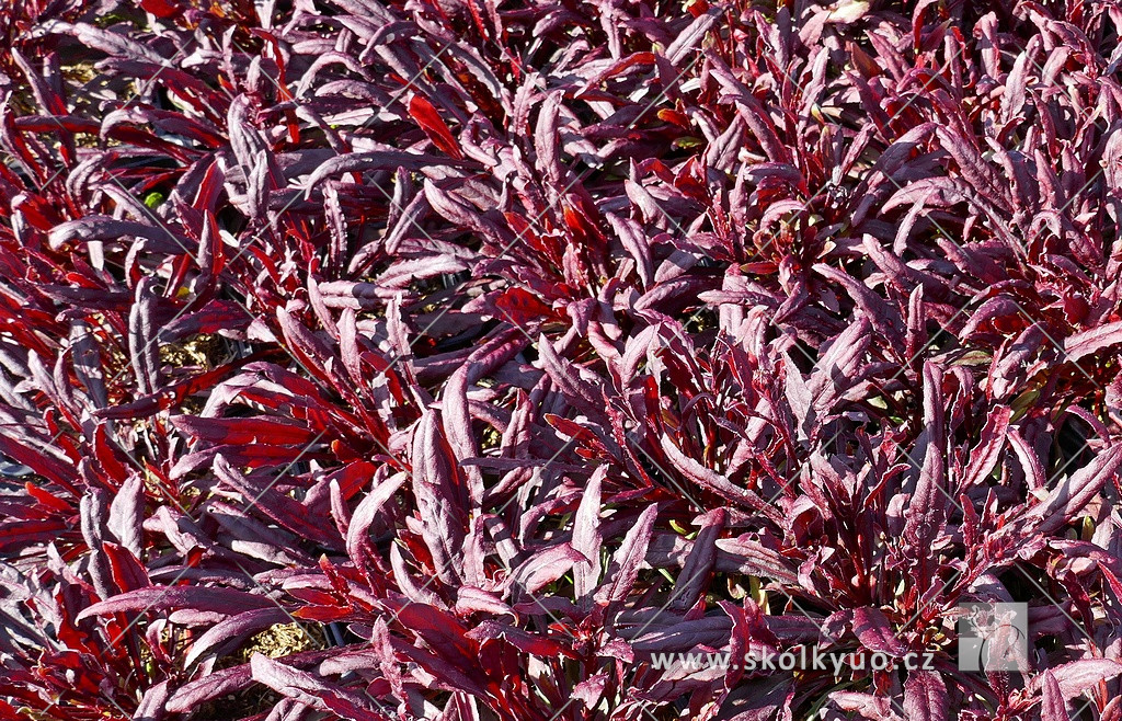 Gaura lindheimeri ´Gaudi Pink´