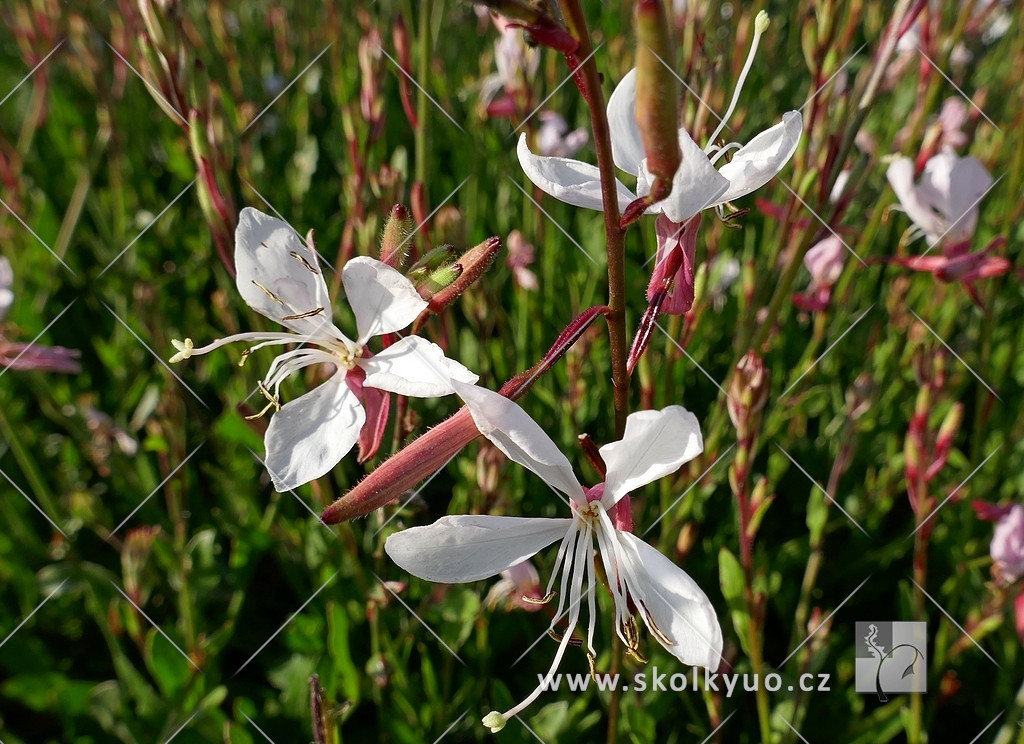 Gaura lindheimeri ´Geyser White´