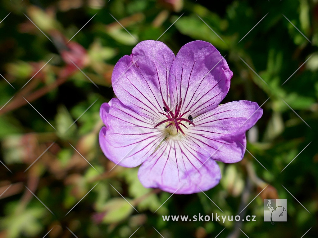 Geranium ´Bloom Time´