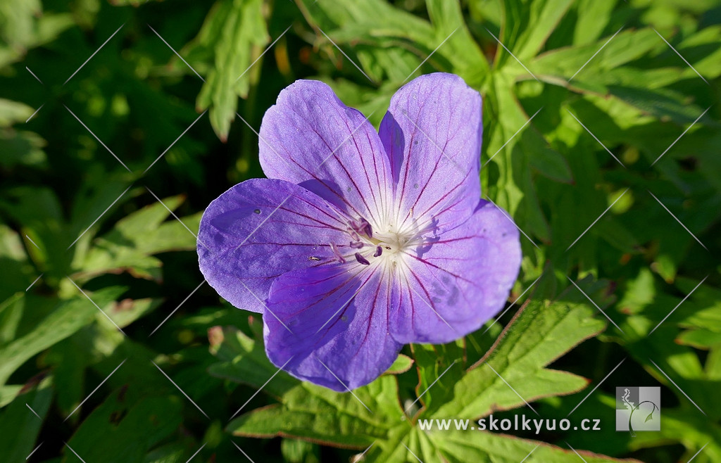 Geranium ´Brookside´