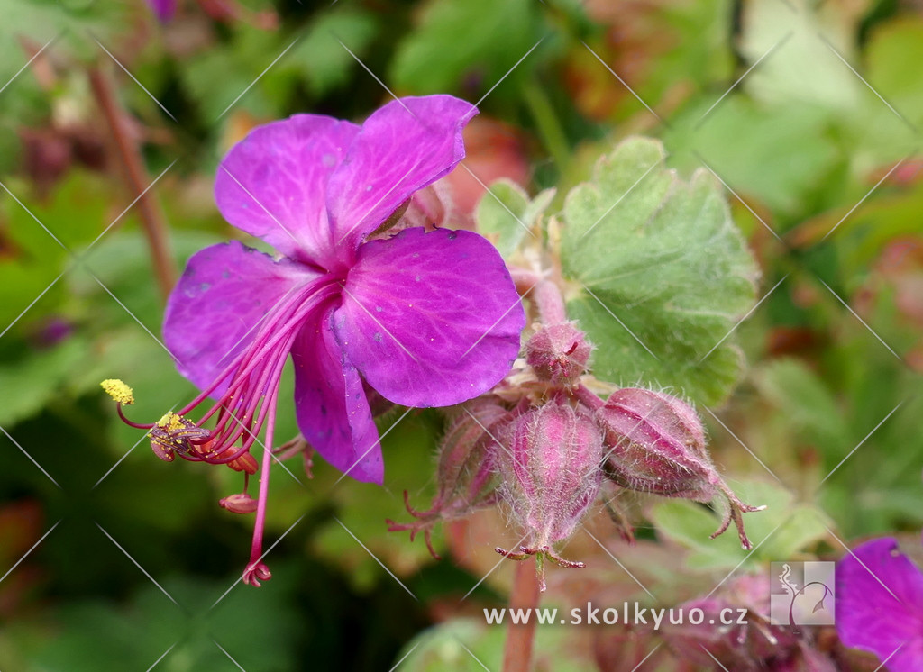 Geranium macrorrhizum ´Czakor´