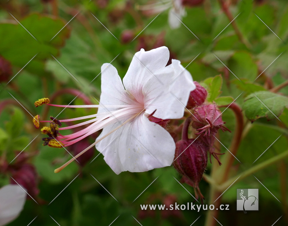 Geranium macrorrhizum ´Spessart´