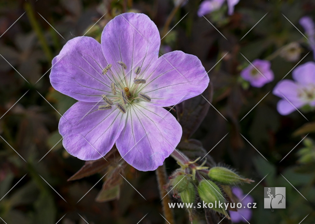 Geranium maculatum ´Espresso´