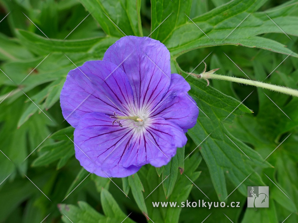 Geranium ´Orion´