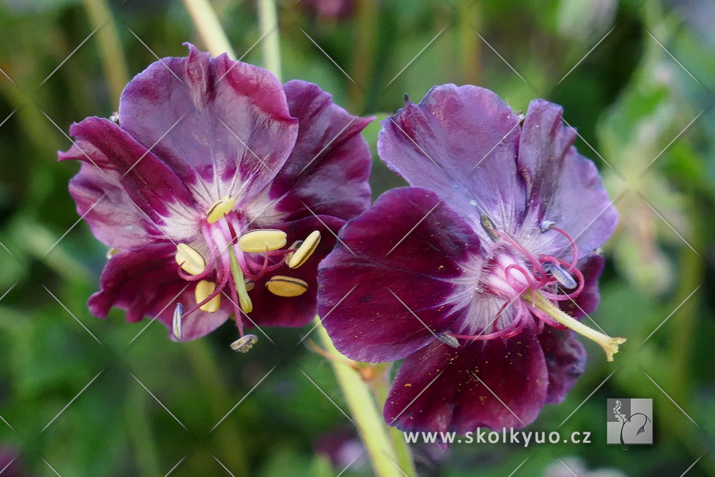 Geranium phaeum ´ Samobor´