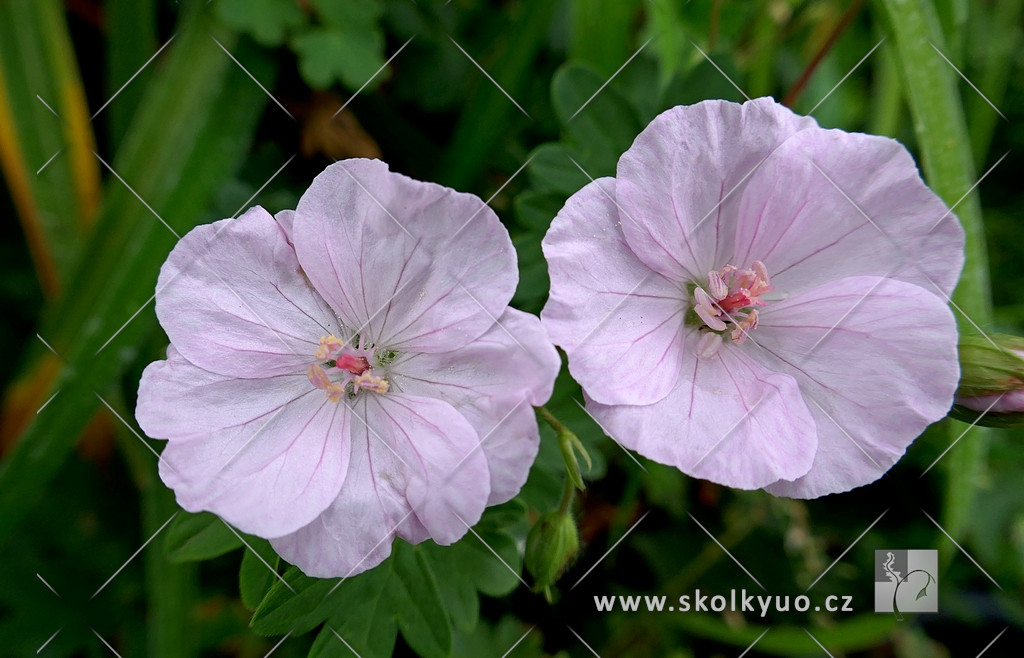 Geranium sanguineum ´Apfelblute´