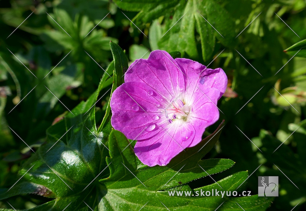 Geranium sanguineum