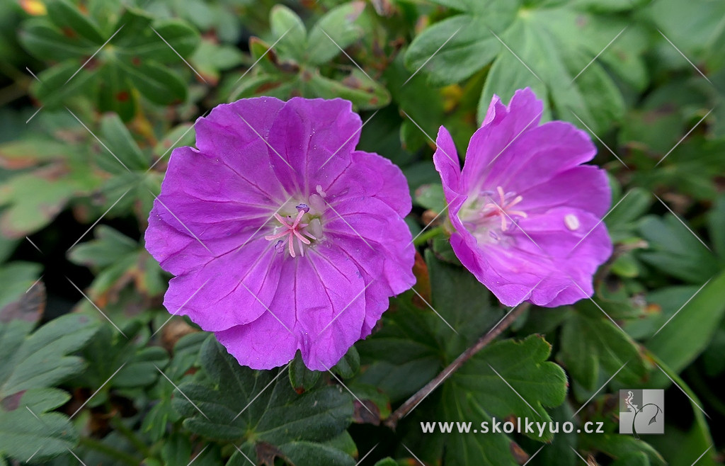 Geranium sanguineum ´Max Frei´