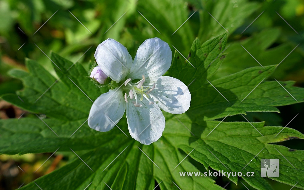 Geranium sylvaticum ´Album´