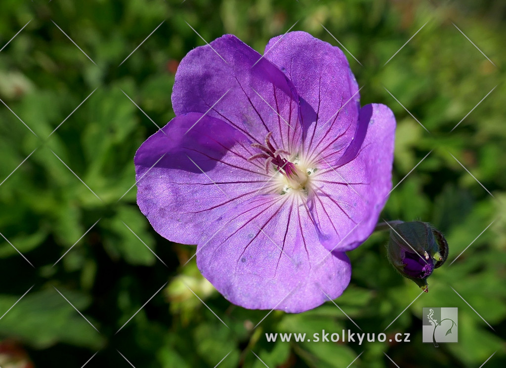 Geranium wallichianum ´Rozanne®´