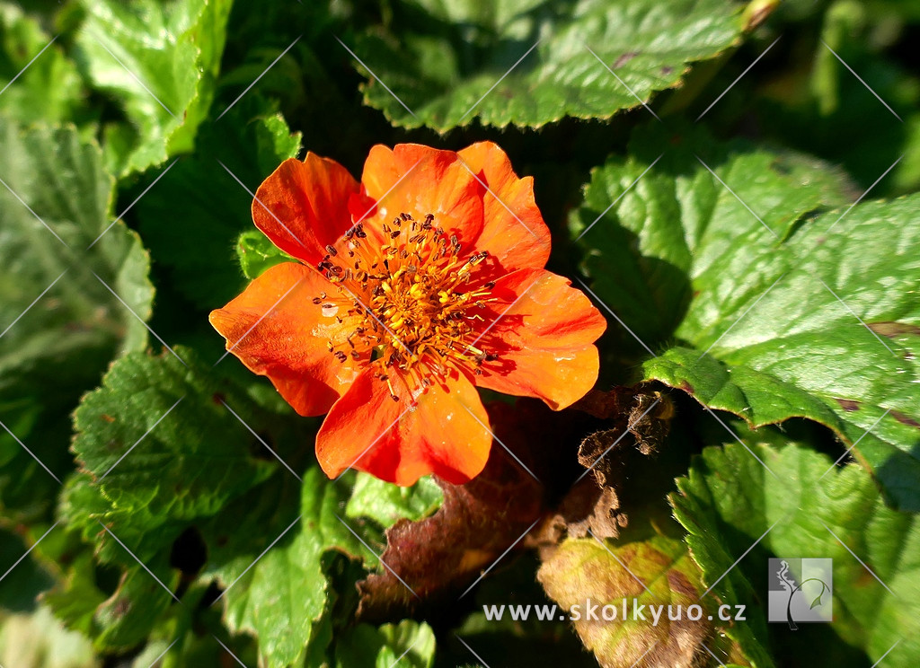 Geum coccineum ´Koi´