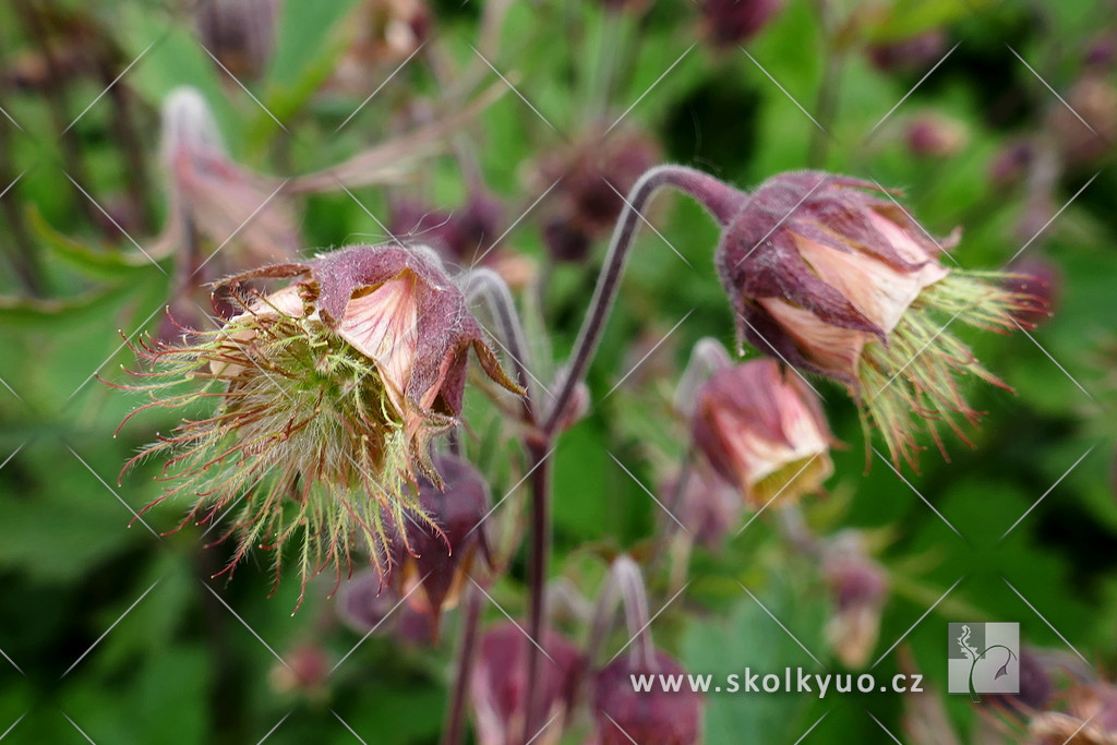 Geum rivale