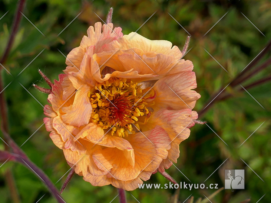 Geum ´Mai Tai´