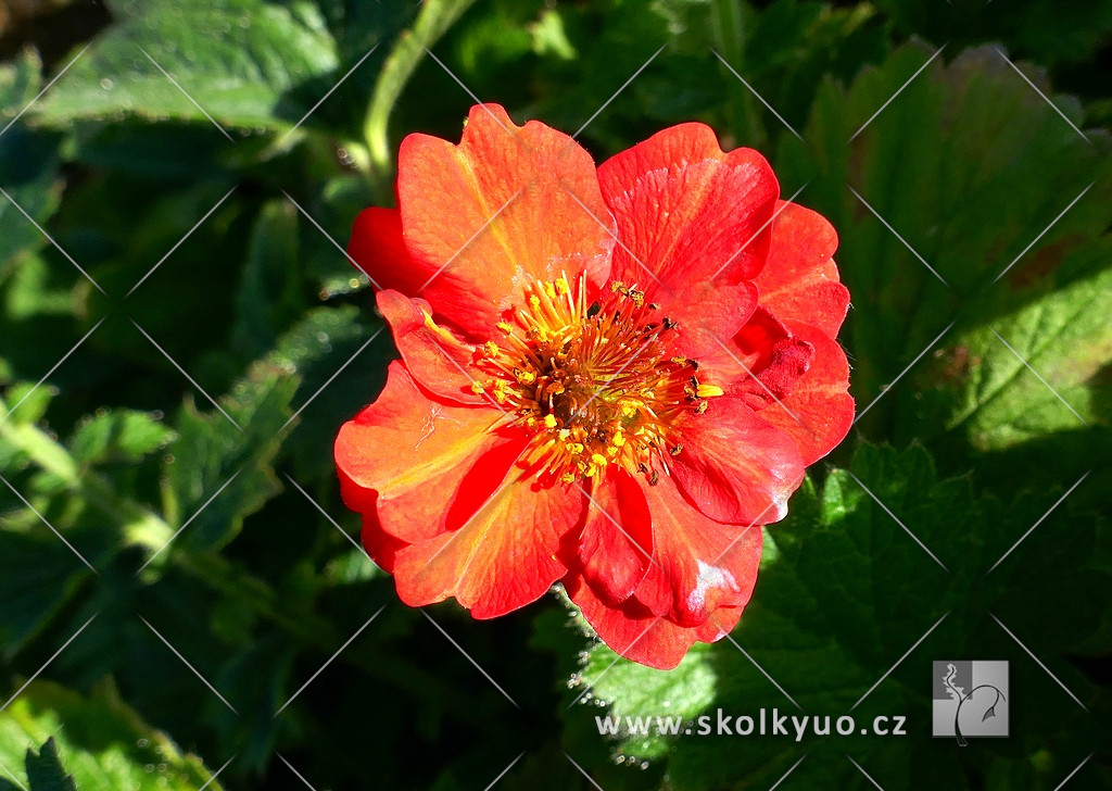 Geum ´Totally Tangerine´