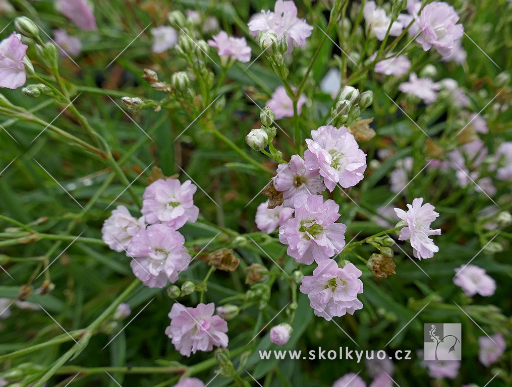 Gypsophila hybrida ´Rosenschleier´