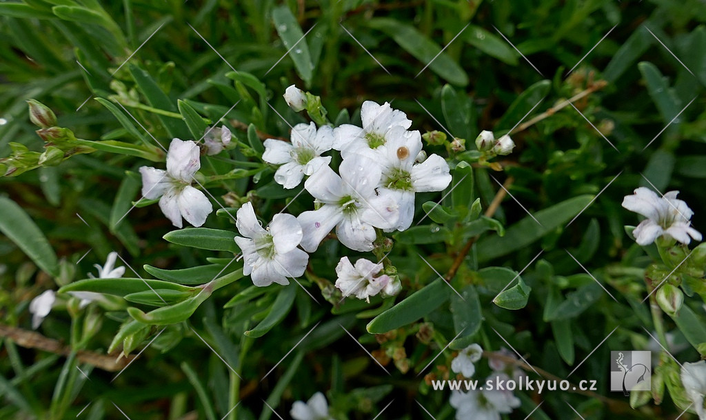 Gypsophila repens ´Filou White´