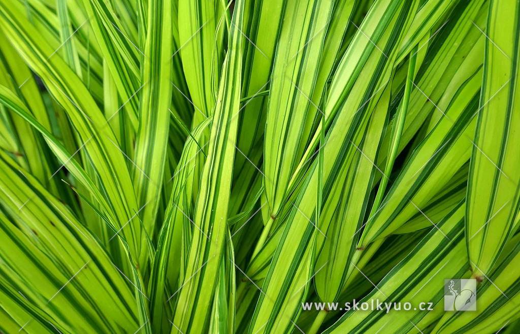 Hakonechloa macra ´Aureola´