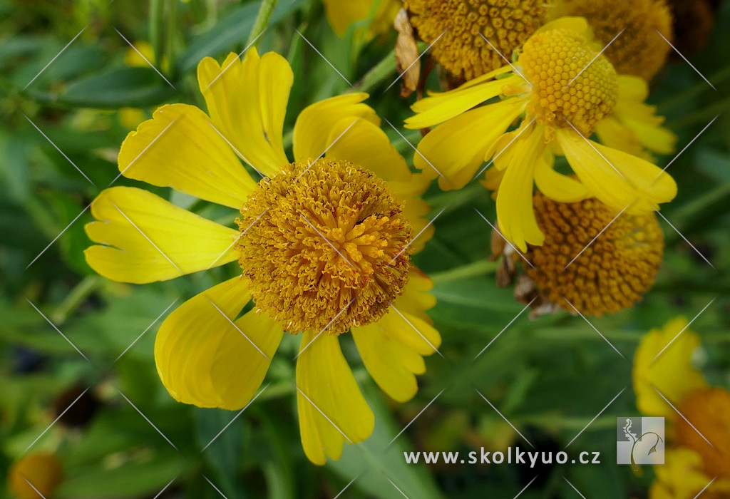 Helenium hybridum ´Gartensonne´