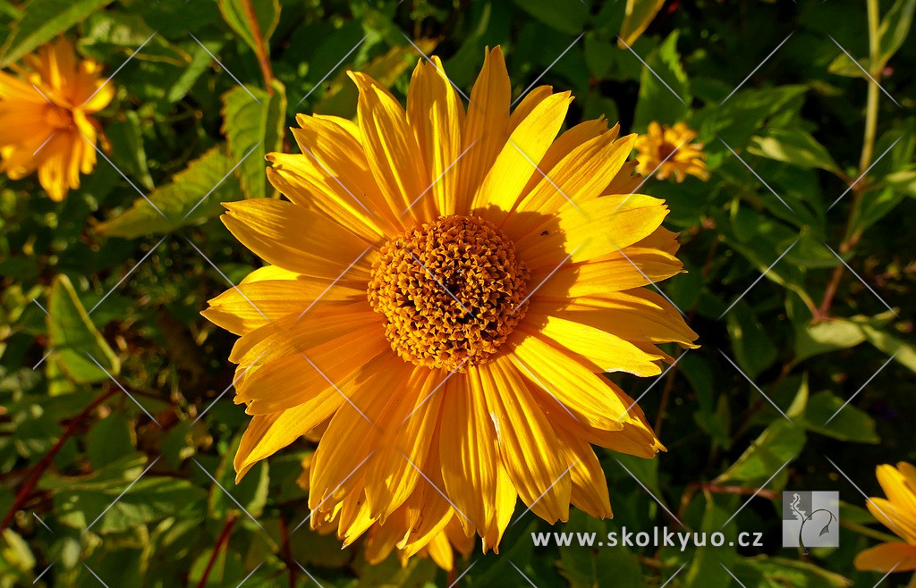 Heliopsis helianthoides var. scabra ´New Hybrids´