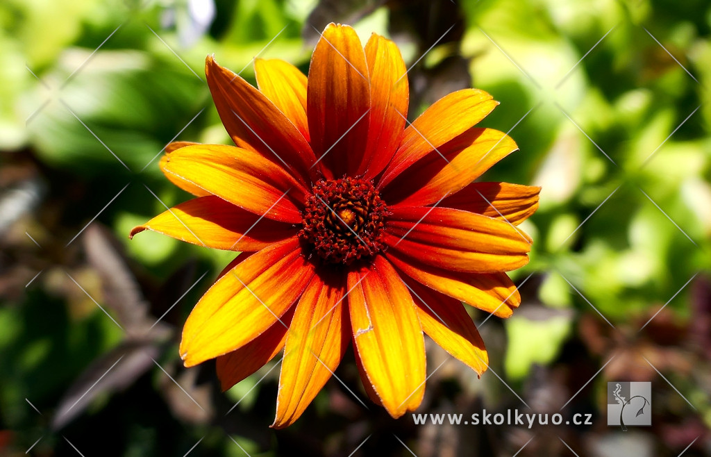 Heliopsis helianthoides var. scabra ´Bleeding Hearts´