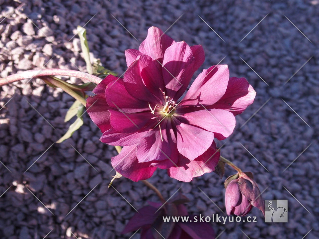 Helleborus orientalis ´Double Ellen Red´