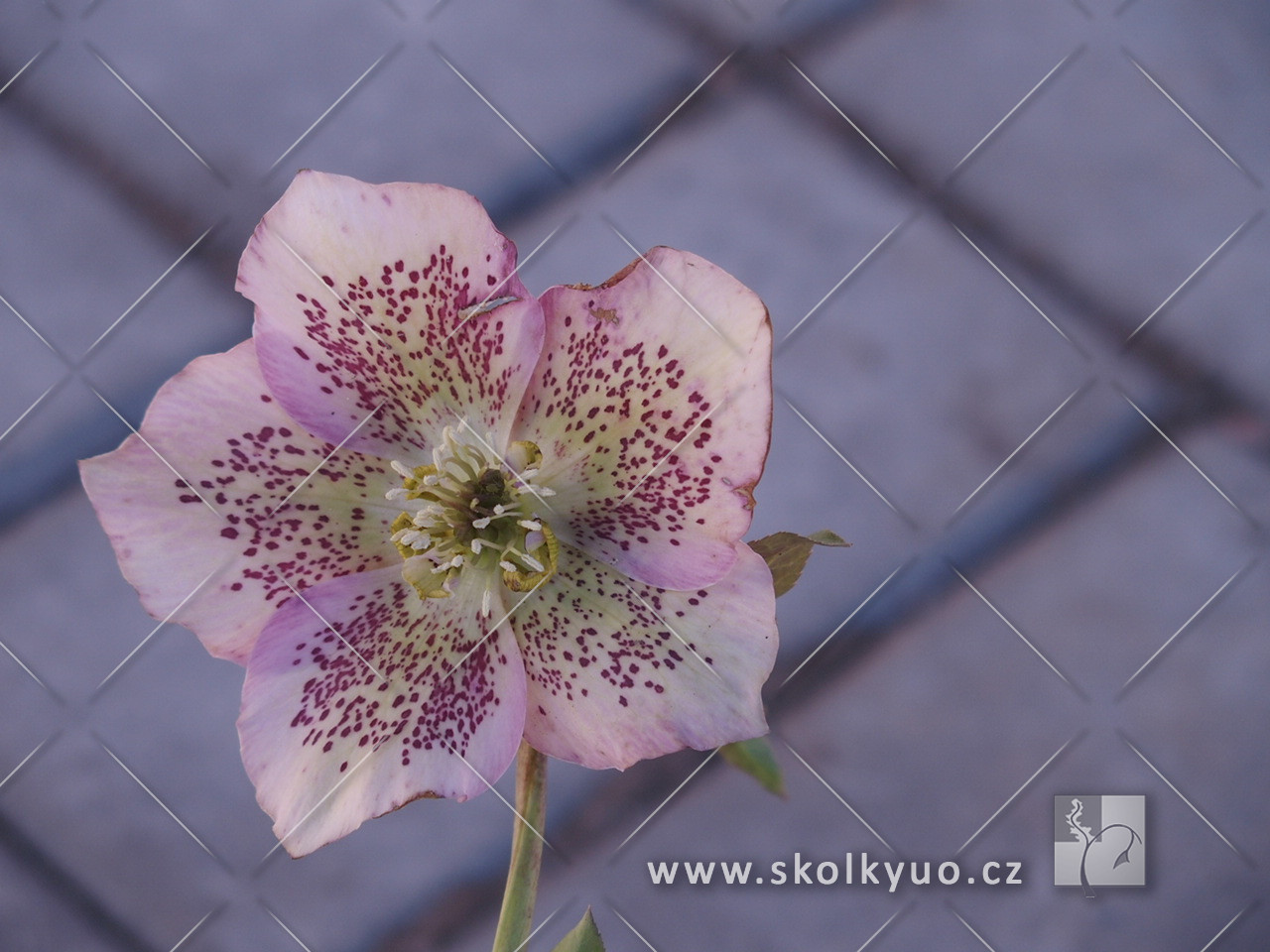 Helleborus orientalis ´Pretty Ellen Pink´